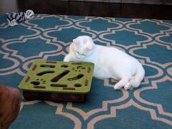 Lost Female Cat last seen 16th Street East near St. Mary's Church, Owen Sound, ON N4K 1Y7