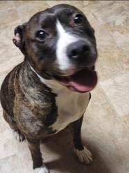 Lost Female Dog last seen 46th & German Church / Loudon Place, Oaklandon, IN 46235