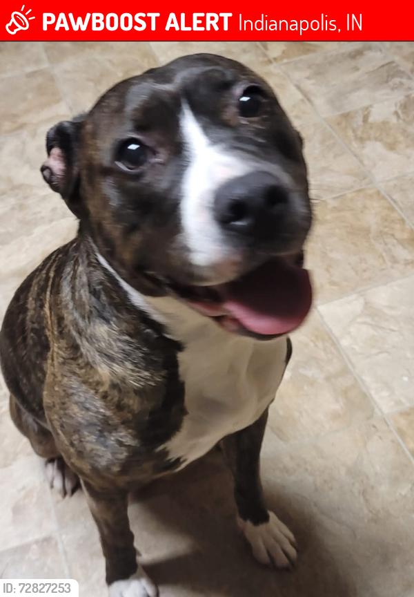 Lost Female Dog last seen 46th & German Church / Loudon Place, Oaklandon, IN 46235