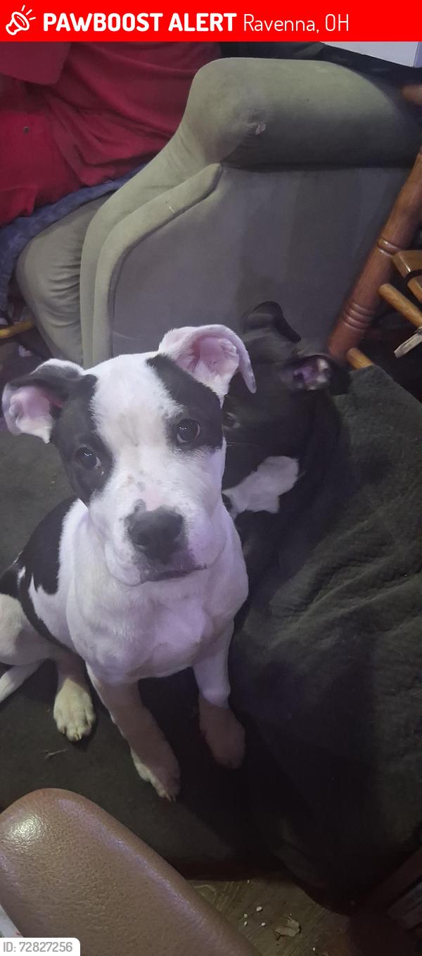 Lost Female Dog last seen Red Fox, Ravenna, OH 44266