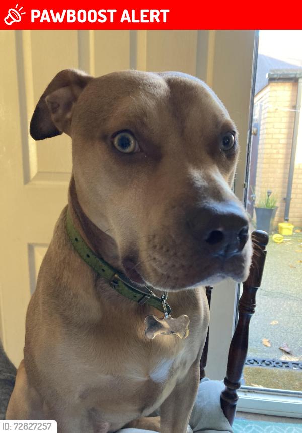 Deceased Female Dog last seen Tesco express Lytham rd warton, Freckleton, England PR4