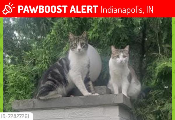 Lost Female Cat last seen Westchester ests, Indianapolis, IN 46268