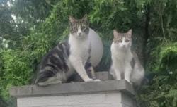 Lost Female Cat last seen Westchester ests, Indianapolis, IN 46268