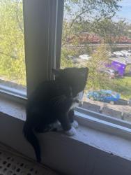 Lost Female Cat last seen Minnesota Avenue, Washington, DC 20019