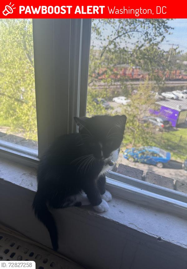 Lost Female Cat last seen Minnesota Avenue, Washington, DC 20019