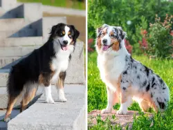 Reunited Unknown Dog last seen Highway 14 and harts lane , Greenville County, SC 29681