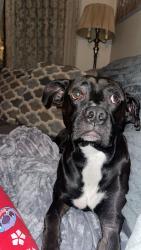 Lost Male Dog last seen Oscar Patterson, Moores Mill road, Meridianville, AL 35759