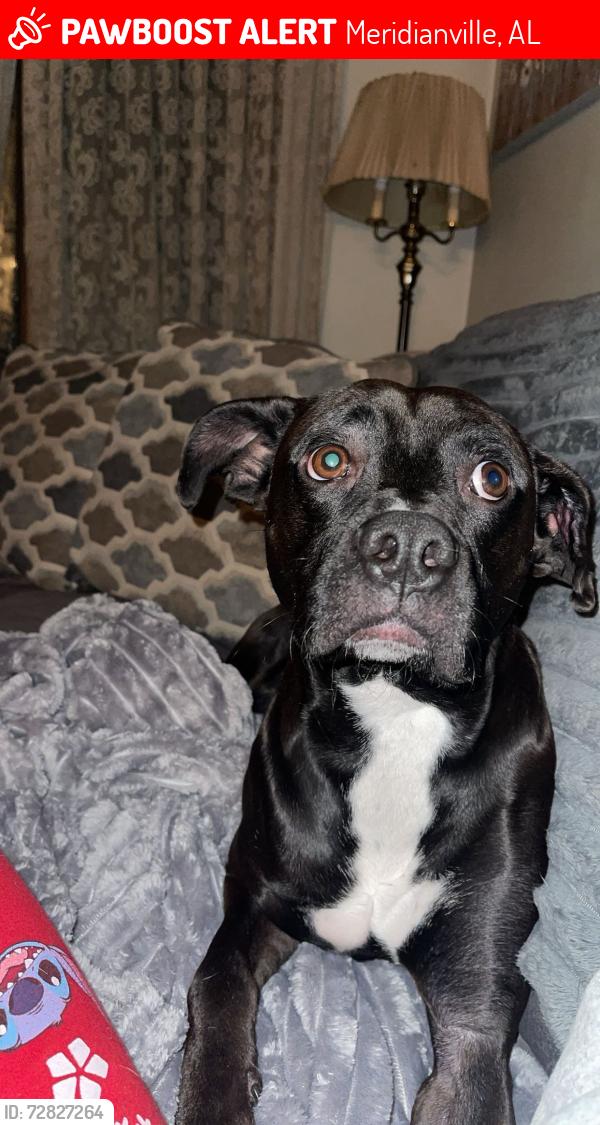 Lost Male Dog last seen Oscar Patterson, Moores Mill road, Meridianville, AL 35759