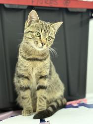 Lost Female Cat last seen Duncan Cannon Farm Sub , Duncan, SC 29334