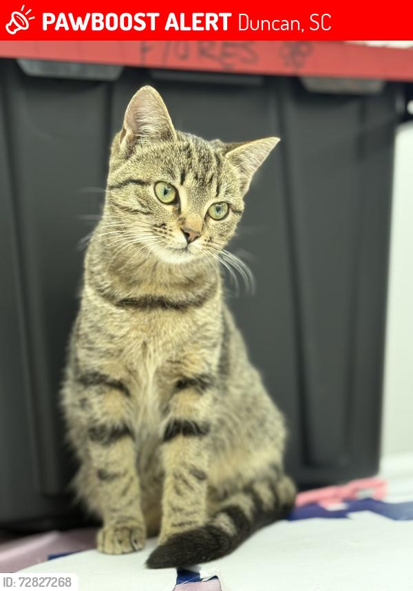 Lost Female Cat last seen Duncan Cannon Farm Sub , Duncan, SC 29334