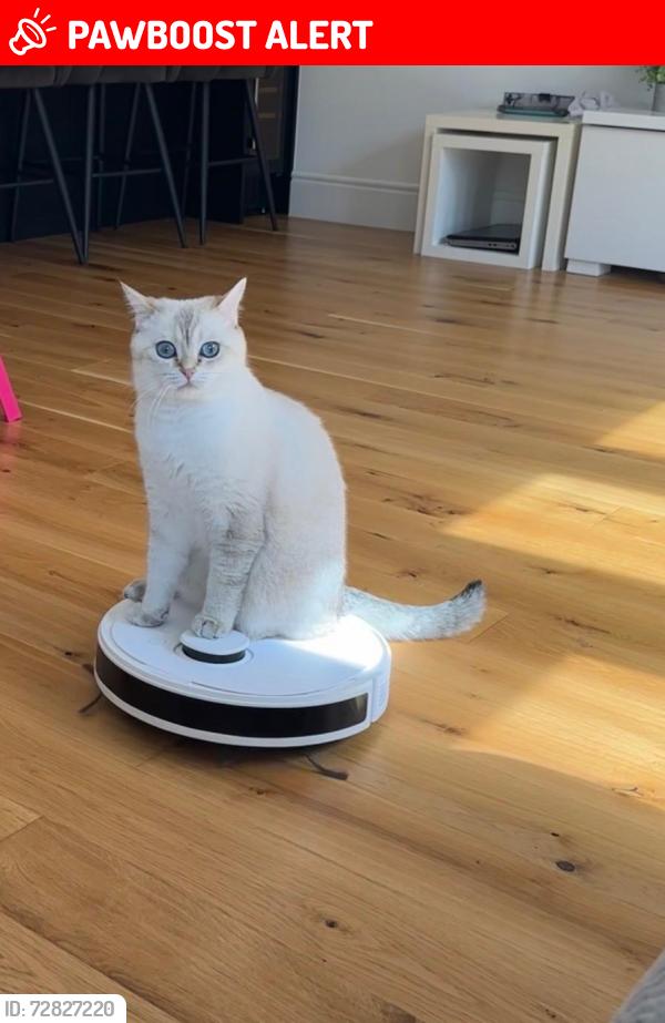 Lost Male Cat last seen Benfleet Es, South Benfleet, England SS7 5LF