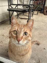 Found/Stray Unknown Cat last seen Vista Laurel apmts, Lorton, VA 22079