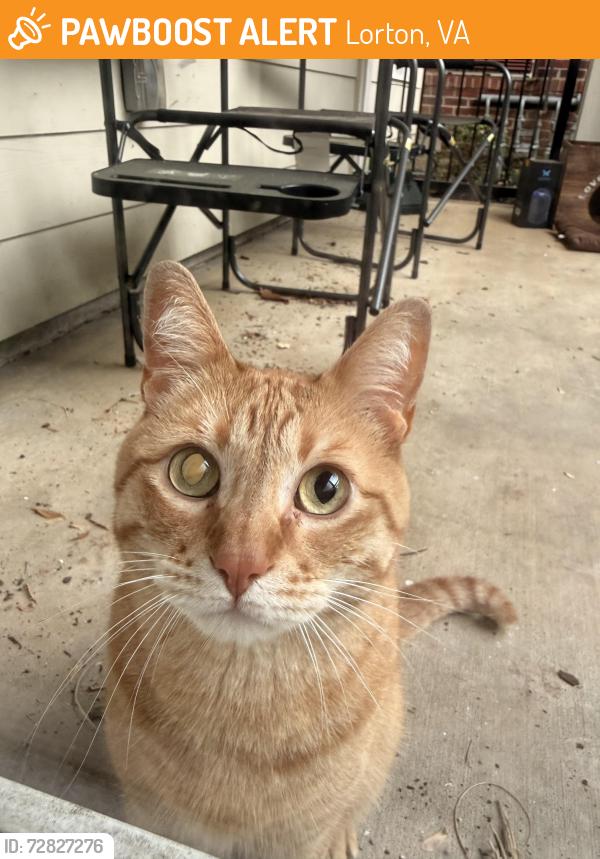 Found/Stray Unknown Cat last seen Vista Laurel apmts, Lorton, VA 22079