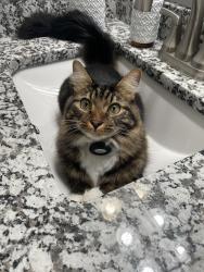 Lost Male Cat last seen Cobb/ Cherokee line, near kell high school , Woodstock, GA 30188