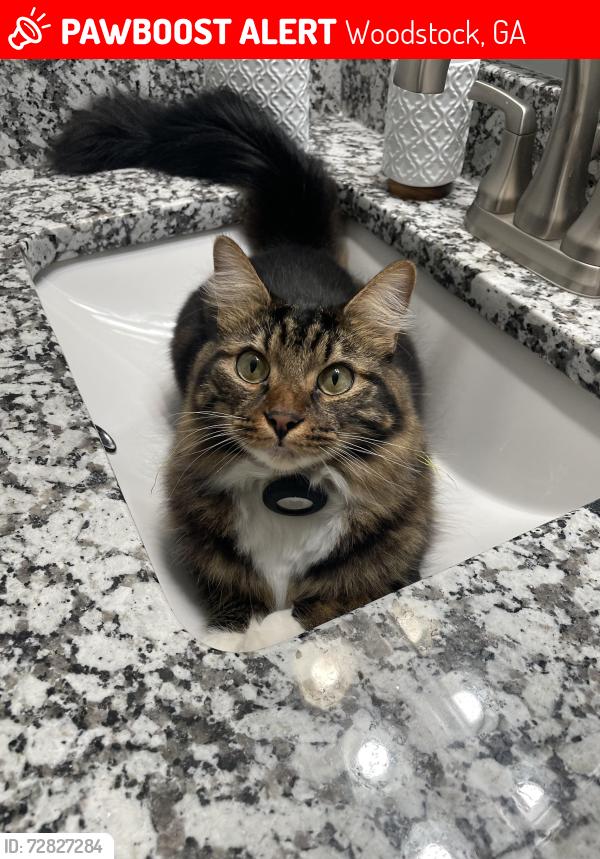 Lost Male Cat last seen Cobb/ Cherokee line, near kell high school , Woodstock, GA 30188