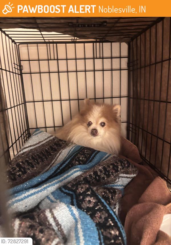 Found/Stray Unknown Dog last seen Prairie Crossing Dr and Hague Road, Noblesville, IN 46061