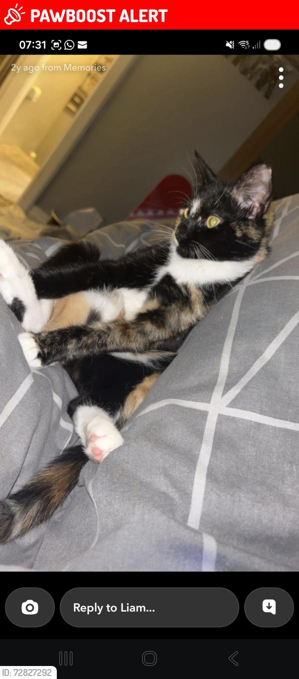 Lost Female Cat last seen Mesnes rd , Swinley, England WN1 2DN