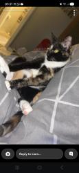 Lost Female Cat last seen Mesnes rd , Swinley, England WN1 2DN