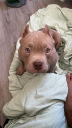 Lost Male Dog last seen Near hidden forest dr, Charlotte, NC 28213