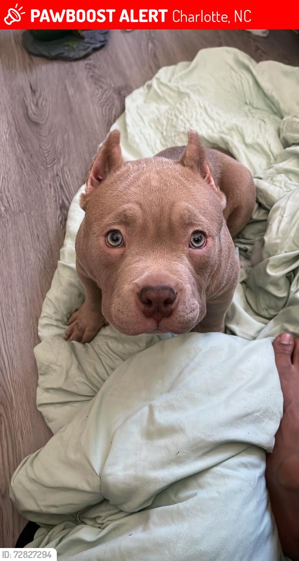 Lost Male Dog last seen Near hidden forest dr, Charlotte, NC 28213