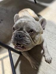 Lost Male Dog last seen Nearest higland forest and mexican resturant, San Antonio, TX 78223