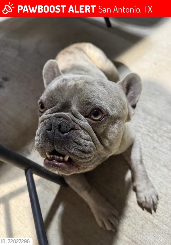 Lost Male Dog last seen Nearest higland forest and mexican resturant, San Antonio, TX 78223