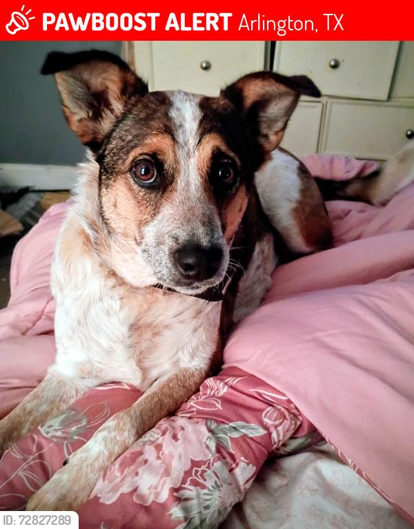 Lost Male Dog last seen Rovato Dr and Mancuso Dr , Arlington, TX 76001