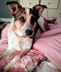 Lost Male Dog last seen Rovato Dr and Mancuso Dr , Arlington, TX 76001