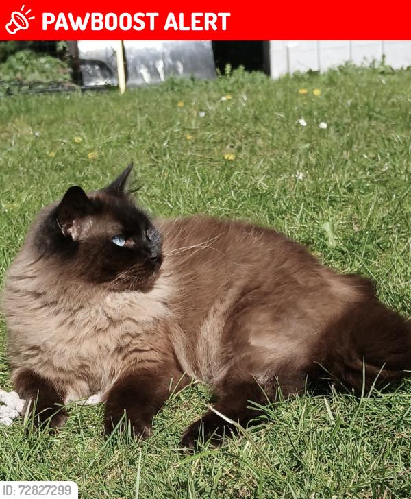 Lost Male Cat last seen Stand road park, Derbyshire, England S41 8TH