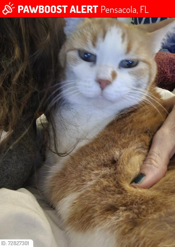 Lost Female Cat last seen Stonebrook drive in villas of silverton, Pensacola, FL 32514