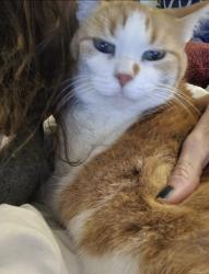 Lost Female Cat last seen Stonebrook drive in villas of silverton, Pensacola, FL 32514