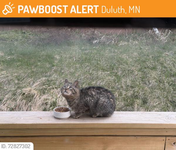 Found/Stray Unknown Cat last seen N 8th Ave E , Duluth, MN 55805