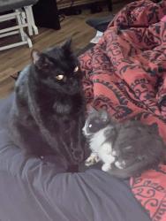 Lost Male Cat last seen East Main Street, Hogansville, GA 30230