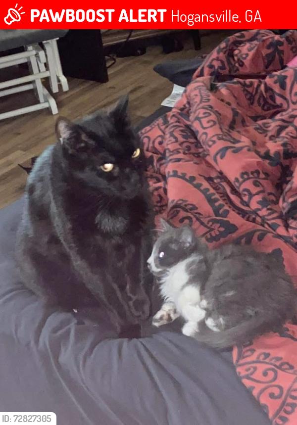 Lost Male Cat last seen East Main Street, Hogansville, GA 30230