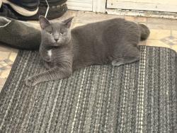 Lost Female Cat last seen eddy street, Gatineau, QC 
