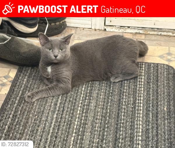 Lost Female Cat last seen eddy street, Gatineau, QC 