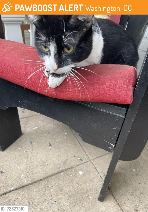 Found/Stray Unknown Cat last seen C and 15TH Street NE, Washington, DC 20002