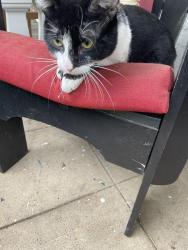 Found/Stray Unknown Cat last seen C and 15TH Street NE, Washington, DC 20002