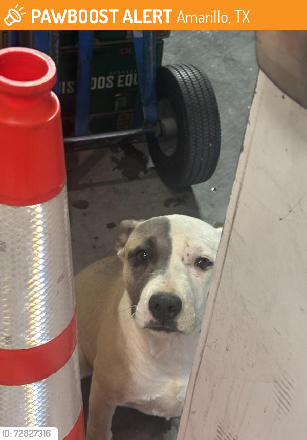 Found/Stray Female Dog last seen Grand & 24th, Amarillo, TX 79107