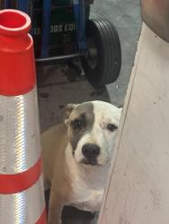 Found/Stray Female Dog last seen Grand & 24th, Amarillo, TX 79107