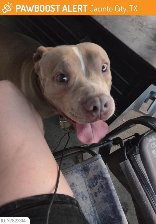 Found/Stray Female Dog last seen Maxine st., Jacinto City, TX 77029