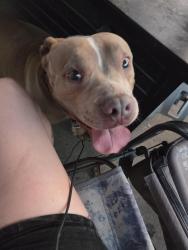 Found/Stray Female Dog last seen Maxine st., Jacinto City, TX 77029