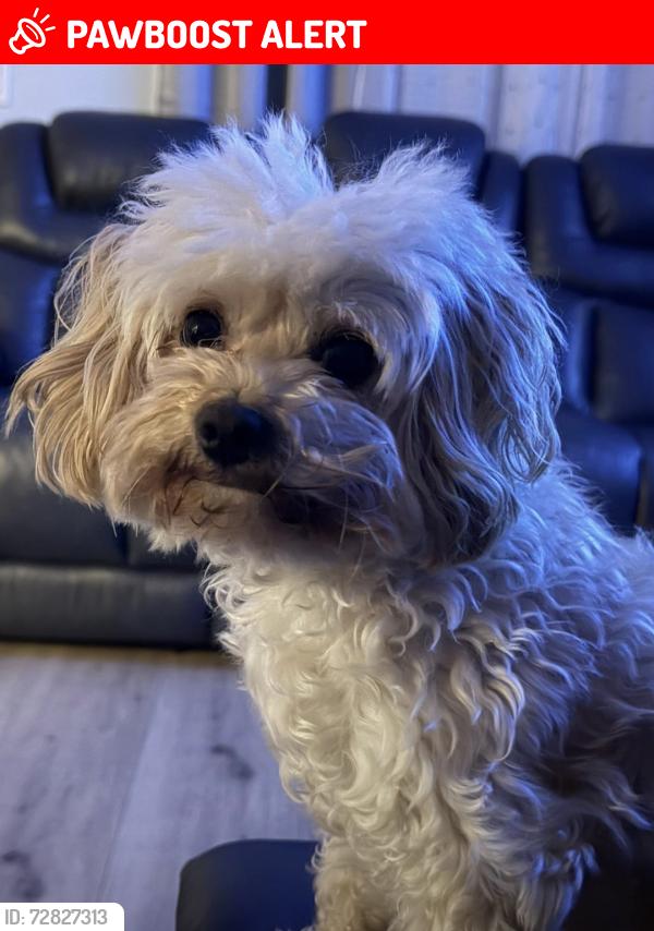 Lost Female Dog last seen Near 49th Ave N , West Palm Beach, FL 33417