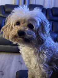 Lost Female Dog last seen Near 49th Ave N , West Palm Beach, FL 33417