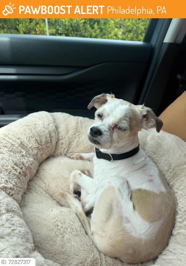 Found/Stray Male Dog last seen Falls bridge and MLK Dr in East Falls Philadelphia, Philadelphia, PA 19129