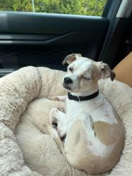Found/Stray Male Dog last seen Falls bridge and MLK Dr in East Falls Philadelphia, Philadelphia, PA 19129