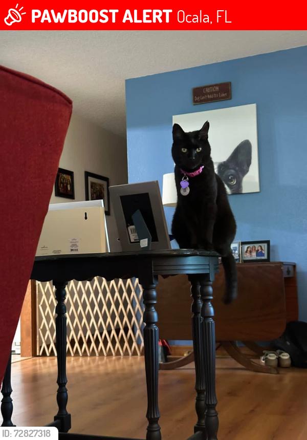 Lost Female Cat last seen SE 26th Ct and SE 36th St, Ocala, FL 34471