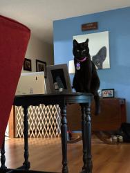 Lost Female Cat last seen SE 26th Ct and SE 36th St, Ocala, FL 34471
