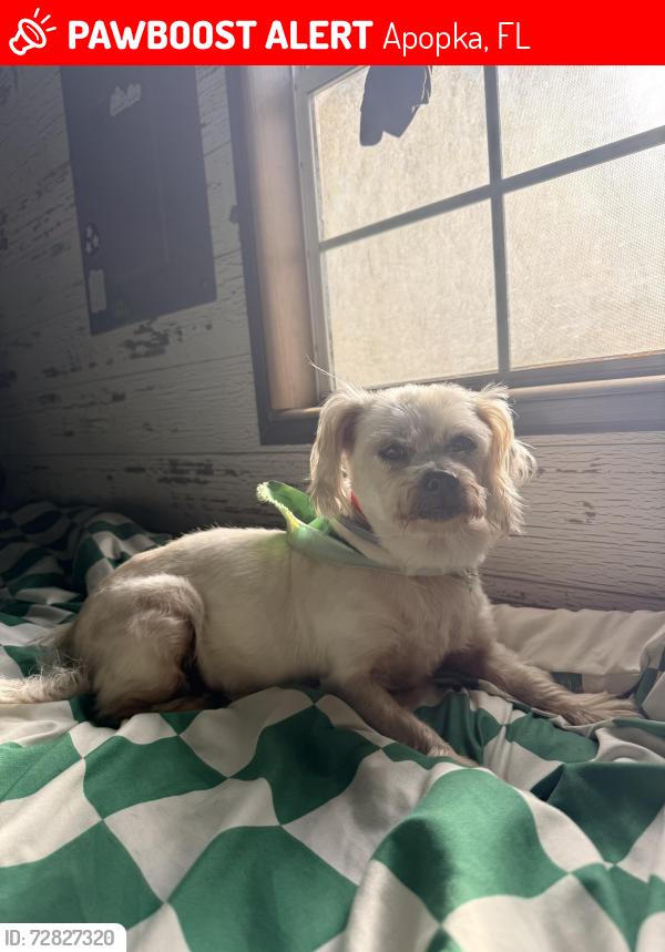 Lost Female Dog last seen Near Lake Meadow Rd Apopka FL, Apopka, FL 32703