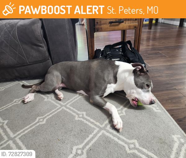 Found/Stray Female Dog last seen Millwood Dr and McClay, St. Peters, MO 63376
